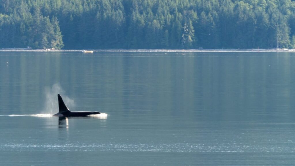 Photo of orca breaching